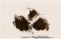 藏品(濕柳苔)的圖片